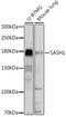 SAM And SH3 Domain Containing 1 antibody, LS-C750216, Lifespan Biosciences, Western Blot image 