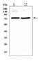 Growth Arrest Specific 6 antibody, A00608-1, Boster Biological Technology, Western Blot image 