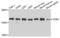 CD69 Molecule antibody, LS-C331852, Lifespan Biosciences, Western Blot image 