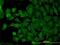 Syntaxin 4 antibody, H00006810-M04, Novus Biologicals, Immunofluorescence image 