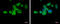 Integrin Subunit Alpha L antibody, GTX113214, GeneTex, Immunocytochemistry image 