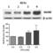 ARP antibody, 4349, ProSci, Western Blot image 