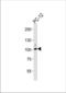 ATPase Na+/K+ Transporting Subunit Alpha 1 antibody, TA328196, Origene, Western Blot image 