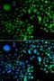 PR domain zinc finger protein 5 antibody, LS-C349088, Lifespan Biosciences, Immunofluorescence image 