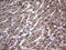 Tripartite Motif Containing 54 antibody, LS-C338912, Lifespan Biosciences, Immunohistochemistry frozen image 