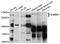Gamma-Aminobutyric Acid Type B Receptor Subunit 1 antibody, abx125861, Abbexa, Western Blot image 