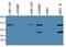 Toll Like Receptor 3 antibody, DDX0470P-100, Novus Biologicals, Western Blot image 