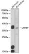 Corticotropin Releasing Hormone Binding Protein antibody, 22-319, ProSci, Western Blot image 