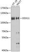 DEAD/H-Box Helicase 11 antibody, GTX32556, GeneTex, Western Blot image 