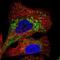 Transmembrane Protein 106B antibody, NBP2-31714, Novus Biologicals, Immunofluorescence image 
