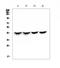 Troponin T2, Cardiac Type antibody, A01154-1, Boster Biological Technology, Western Blot image 