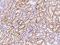 Proteolipid Protein 2 antibody, 203629-T08, Sino Biological, Immunohistochemistry frozen image 