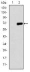 PPARG Coactivator 1 Alpha antibody, NBP2-37562, Novus Biologicals, Western Blot image 