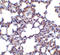 Transient Receptor Potential Cation Channel Subfamily C Member 6 antibody, LS-C19628, Lifespan Biosciences, Immunohistochemistry frozen image 