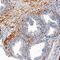 Transmembrane Protein 219 antibody, AF7556, R&D Systems, Immunohistochemistry paraffin image 