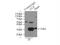 Copper Chaperone For Superoxide Dismutase antibody, 22802-1-AP, Proteintech Group, Immunoprecipitation image 