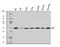 Triosephosphate Isomerase 1 antibody, A02559-2, Boster Biological Technology, Western Blot image 