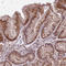 Irisin antibody, HPA051290, Atlas Antibodies, Immunohistochemistry frozen image 