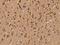 Calcium Voltage-Gated Channel Auxiliary Subunit Beta 4 antibody, 205294-T08, Sino Biological, Immunohistochemistry frozen image 
