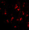 Autophagy Related 12 antibody, A00820, Boster Biological Technology, Immunofluorescence image 