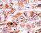 p21 antibody, PA5-12647, Invitrogen Antibodies, Immunohistochemistry frozen image 