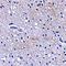 F-Box And Leucine Rich Repeat Protein 20 antibody, orb74931, Biorbyt, Immunohistochemistry paraffin image 