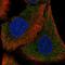 Dishevelled Associated Activator Of Morphogenesis 1 antibody, HPA064789, Atlas Antibodies, Immunocytochemistry image 