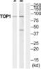 DNA Topoisomerase I antibody, abx015122, Abbexa, Western Blot image 