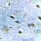 Glutamate Ionotropic Receptor NMDA Type Subunit 2B antibody, abx133109, Abbexa, Western Blot image 