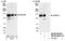WD Repeat Domain 44 antibody, NB100-68251, Novus Biologicals, Western Blot image 