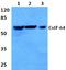 Cleavage Stimulation Factor Subunit 2 antibody, A07037, Boster Biological Technology, Western Blot image 
