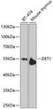 DET1 homolog antibody, 24-006, ProSci, Western Blot image 