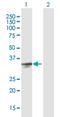 Serine Protease 21 antibody, H00010942-B01P, Novus Biologicals, Western Blot image 