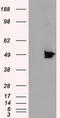 MTOR Associated Protein, Eak-7 Homolog antibody, CF501008, Origene, Western Blot image 