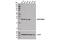 Dual Adaptor Of Phosphotyrosine And 3-Phosphoinositides 1 antibody, 13598S, Cell Signaling Technology, Western Blot image 