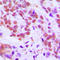 Regulatory Factor X3 antibody, LS-C352772, Lifespan Biosciences, Immunohistochemistry frozen image 