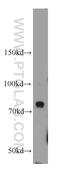 BCAS3 Microtubule Associated Cell Migration Factor antibody, 10402-1-AP, Proteintech Group, Western Blot image 