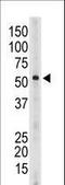 Sialic Acid Binding Ig Like Lectin 6 antibody, LS-C97828, Lifespan Biosciences, Western Blot image 