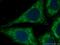 Baculoviral IAP Repeat Containing 2 antibody, 66626-1-Ig, Proteintech Group, Immunofluorescence image 