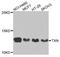 Thioredoxin antibody, A0053, ABclonal Technology, Western Blot image 