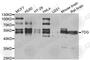 Thymine DNA Glycosylase antibody, A5756, ABclonal Technology, Western Blot image 