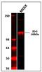 Tight Junction Protein 3 antibody, 36-4000, Invitrogen Antibodies, Western Blot image 