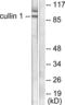 Cullin 1 antibody, LS-B7597, Lifespan Biosciences, Western Blot image 