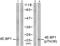 Eukaryotic Translation Initiation Factor 4E Binding Protein 1 antibody, PA5-37556, Invitrogen Antibodies, Western Blot image 