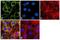 Beta-Actin antibody, PA1-46296, Invitrogen Antibodies, Immunofluorescence image 