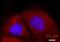 Spectrin Alpha, Non-Erythrocytic 1 antibody, NBP1-53093, Novus Biologicals, Immunofluorescence image 