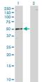 RNA Binding Motif Single Stranded Interacting Protein 1 antibody, H00005937-M01, Novus Biologicals, Western Blot image 