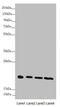 NADH:Ubiquinone Oxidoreductase Subunit B10 antibody, LS-C676135, Lifespan Biosciences, Western Blot image 