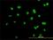 Actinin Alpha 4 antibody, H00000081-M01, Novus Biologicals, Immunocytochemistry image 