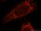 Transmembrane P24 Trafficking Protein 10 antibody, 15199-1-AP, Proteintech Group, Immunofluorescence image 